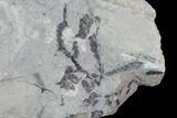 Detailed Silurian Fossil Algae (Leveillites) - Estonia #91893-2